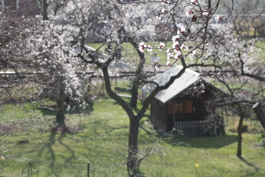 Donauwirt - Hotel Garni Weissenkirchen in der Wachau Esterno foto